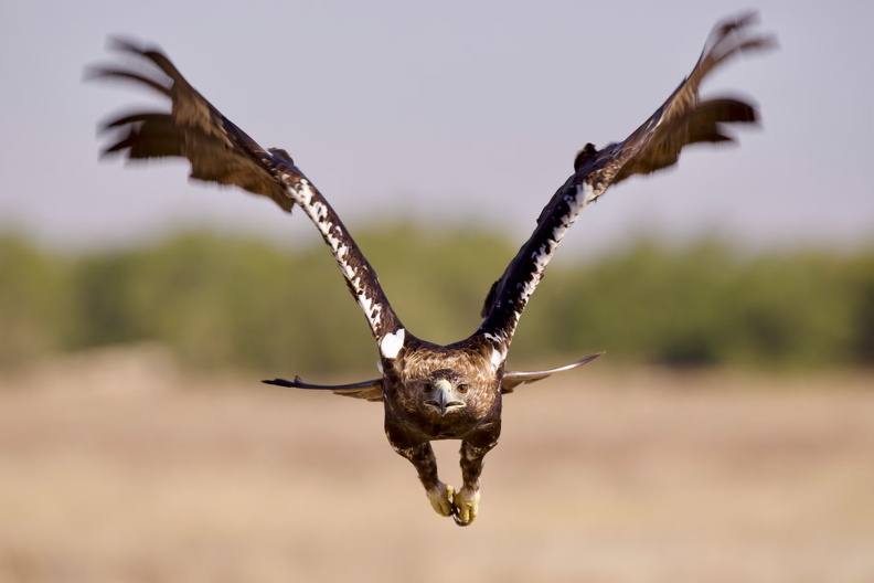Spanish Imperial Eagle (Aquila adalberti), Toledo, Spain